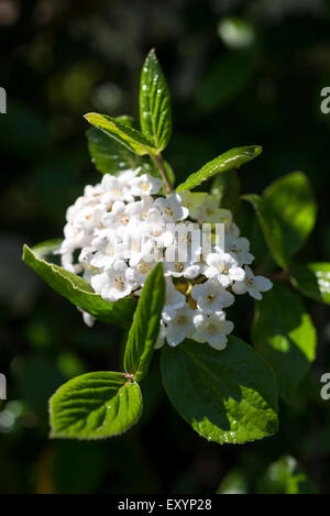 Duftende weiße Viburnum blühen im Frühjahr in Sheffield Botanical Gardens. Stockfoto