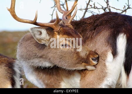 Damwild Buck sein Fell auf der Suche nach Zecken kratzen Stockfoto