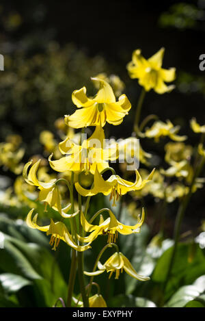 Erythronium 'Pagode' mit schönen gelben Blüten mit umgedrehten Blütenblätter. Blüte im Frühlingssonnenschein. Stockfoto