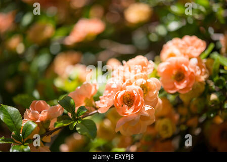 Ein ungewöhnliches Doppel blühende japanische Quitte mit wunderschönen pfirsichfarbene Blüten. Stockfoto