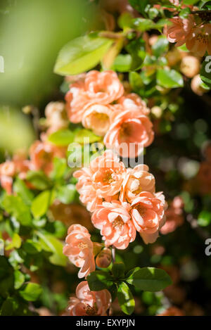 Ein ungewöhnliches Doppel blühende japanische Quitte mit wunderschönen pfirsichfarbene Blüten. Stockfoto