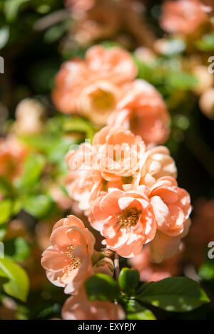 Ein ungewöhnliches Doppel blühende japanische Quitte mit wunderschönen pfirsichfarbene Blüten. Stockfoto