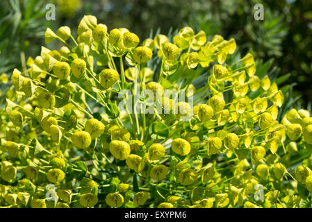 Nahaufnahme einer Blüte, Zugehörigkeit zu einer Euphorbia Wulfenii mit Massen von gelben und grünen Blüten und Hochblätter. Stockfoto