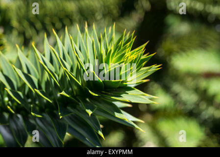 Nahaufnahme von den Spitzen Blätter eines Baumes Monkey Puzzle (Araucaria Araucana). Stockfoto