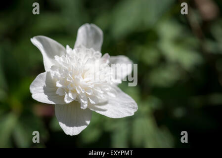 Eine doppelte weiße Anemone Nemerosa im Frühlingssonnenschein. Stockfoto