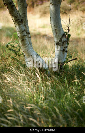 Eine Birke wächst auf Westleton Heath umgeben von Gräsern in eine Sommerbrise weht. Stockfoto