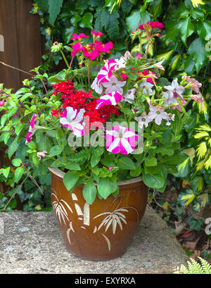 Topf mit bunten Sommerblumen, Petunien, Geranien, Fuschia. Stockfoto