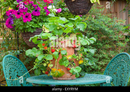 Erdbeere Pflanze in einem Terrakotta-Topf auf einem Gartentisch. Stockfoto