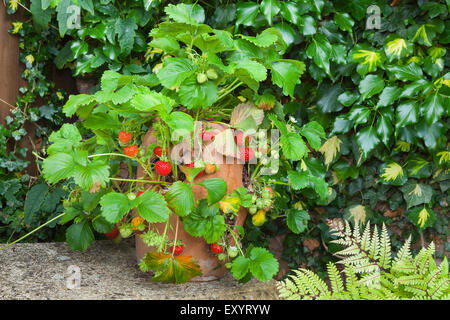 Erdbeere Pflanze in einem Terrakotta-Topf auf einer Gartenbank Stockfoto