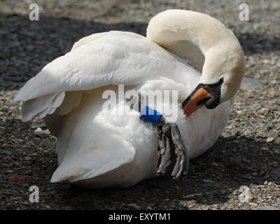 Höckerschwan putzen sich in der Sonne am See Stockfoto