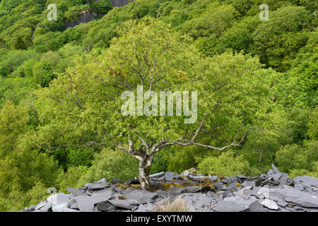 Birkenbaum wächst auf einer stillgelegten Schiefer Spitze in Nord-Wales. Stockfoto