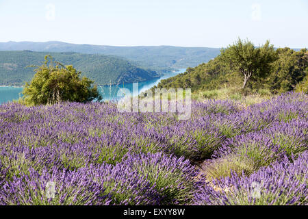 Eine blühende Hybrid Lavendel-Feld mit Blick auf den See von Sainte-Croix (Alpes de Haute Provence - Frankreich). Stockfoto