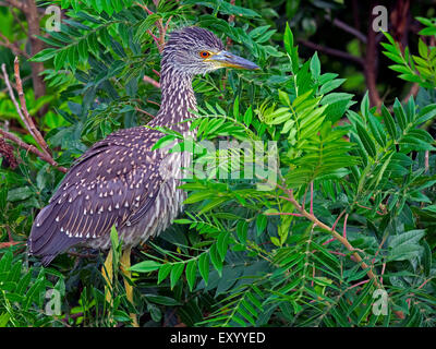 Juvenile Black-gekrönter Nachtreiher in Bäumen Stockfoto