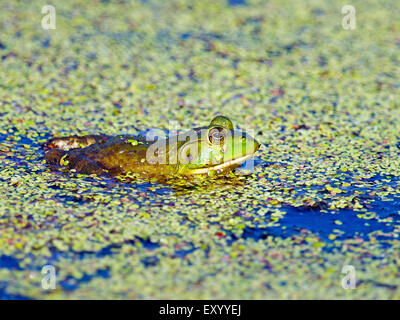 Bullfrog im Teich Stockfoto