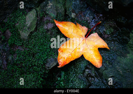 Ein gefallener Herbstblatt auf einer nassen, Moos bedeckt rock Stockfoto