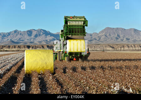 7760 John Deere Baumwollpflücker mit on-Board-Modul Bausystem Feld ernten. Stockfoto