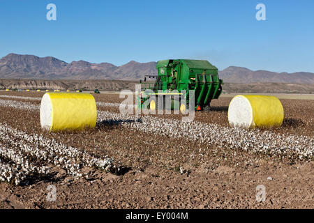 7760 John Deere Baumwollpflücker mit on-Board-Modul Building Feld ernten. Stockfoto