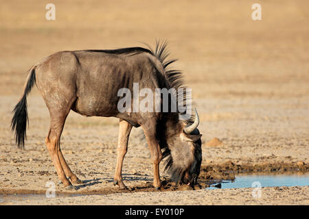 Gnus (Connochaetes Taurinus) an einer Wasserstelle, Kalahari-Wüste, Südafrika Stockfoto