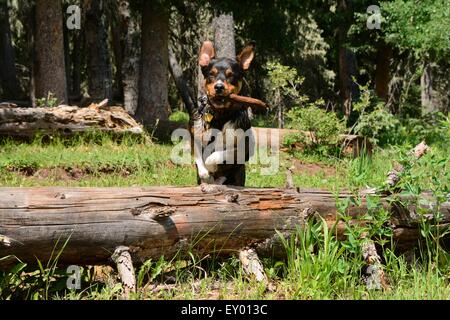 Wildnis-Play für Hund und seinen Stock. springenden riesiger abgestürzten Baum New Mexiko - USA Stockfoto