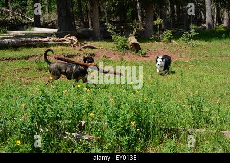 Hund Tänzelnden herum mit riesigen Glied wie ein anderer Hund blickt auf.  New-Mexico - USA Stockfoto