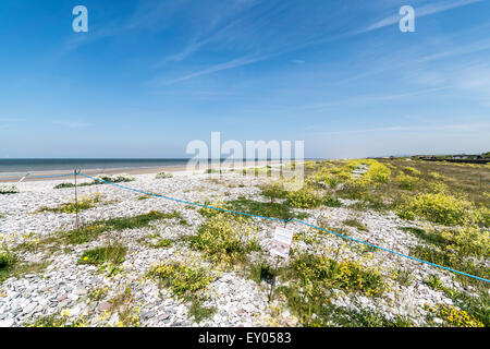 Flussregenpfeifer Regenpfeifer Verschachtelung Bereich am Pensarn Beach in North Wales UK Stockfoto