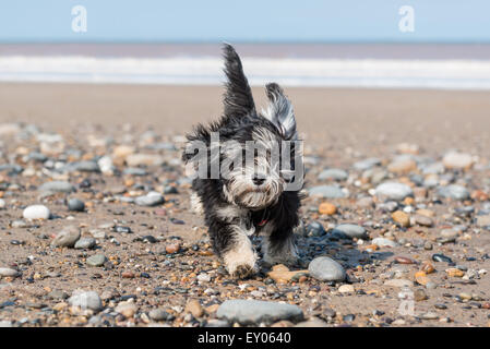 Ein Stammbaum Havaneser Welpe läuft über Kieselsteine an einem windigen Tag am Strand. Stockfoto