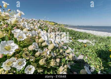 Meer Campion Silene Maritima wachsen auf Küste von Nordwales. Stockfoto