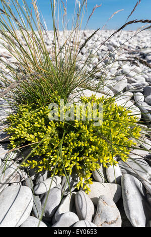 Fetthenne Sedum Acre wächst Gras auf der Küste von Nordwales beißen Stockfoto