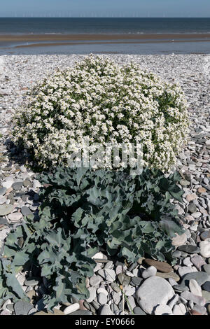 Seakale Crambe Maritima wachsen auf der Küste von Nordwales Stockfoto