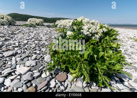 Meer Rübe Beta Vulgaris ssp. Maritima wachsen auf Kies Strandküste von Nordwales. Stockfoto