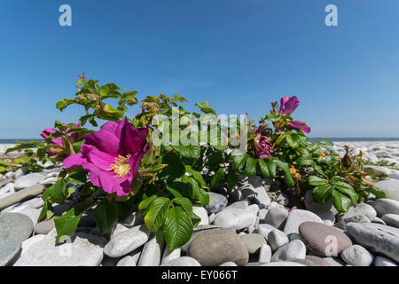 Hundsrose Rosa Canina wächst auf der Küste von Nordwales Stockfoto