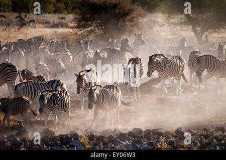 Herde oder Blenden von Burchell's Zebra, Equus burchellii, das zum Okaukuejo Wasserloch in der Dämmerung, Etosha National Park, Namibia, Afrika Stockfoto