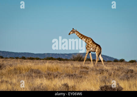 Einsame Giraffe, Giraffe Giraffa, zu Fuß über eine Grasebene in der Etosha Nationalpark, Namibia, Afrika Stockfoto