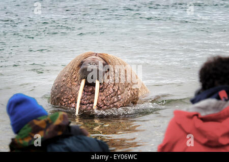 Walross, Odobenus Rosmarus, im Wasser, beobachtet von zwei Personen, Torelineset, Svalbard-Archipel, Norwegen Stockfoto