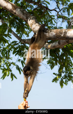 Brauner Kapuziner Affe, Cebus Apella, hängend von einem Baum, eine Banane, die im Besitz einer Person, Pantanal, Mato Grosso, Brasilien zu erreichen Stockfoto