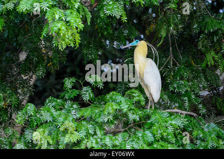 Einsame Capped Reiher, Piherodius Pileatus, Pantanal, Mato Grosso, Brasilien, Südamerika Stockfoto