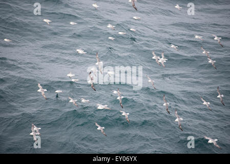 Eine Herde von nördlichen Eissturmvögel, Fulmarus Cyclopoida, über dem Wasser fliegen Stockfoto