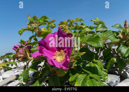 Hundsrose Rosa Canina wächst auf der Küste von Nordwales Stockfoto