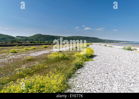 Flussregenpfeifer Regenpfeifer Verschachtelung Bereich am Pensarn Beach in North Wales UK Stockfoto