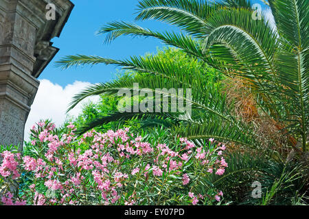 Palmen und Oleander unter blauem Himmel in Sassari Stockfoto