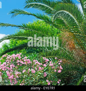 Palmen und Oleander unter blauem Himmel in Sassari Stockfoto