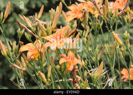 Orange Taglilie (Hemerocallis) neben einem alten Landstraße. Taglilien sind robust, anpassungsfähig und kommt in einer Vielzahl von Farben Stockfoto