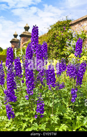 Großer Blauer Rittersporn in einem Garten. Stockfoto