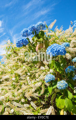 Blühender blauer Hortensia oder HortensiaBusch (Hydrangea macrophylla