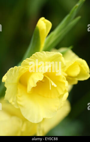 Gelbe Blüte Gladiola, Gladiolen "Lemon Drop" mit grünem Hintergrund, weiche vertikale Makro erschossen Stockfoto