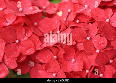Schöne rote Hortensia, Hortensie Blumen in voller Blüte, Makro, horizontalen Schuss mit Tropfen Regen Stockfoto