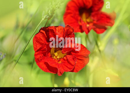 Red Tropaeolum Majus oder Kapuzinerkresse, schön weich, horizontale Nahaufnahme im Garten mit grünem Hintergrund Stockfoto