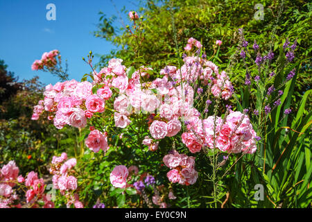 DOROTHY PERKINS, leicht rosa duftende Klettern RAMBLING ROSE im Garten, Nahaufnahme horizontalen Schuss. Stockfoto