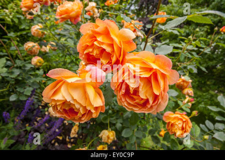 Rosa Lady of Shalott ("Ausnyson") in voller Blüte, Nahaufnahme vertikalen Schuss. Stockfoto