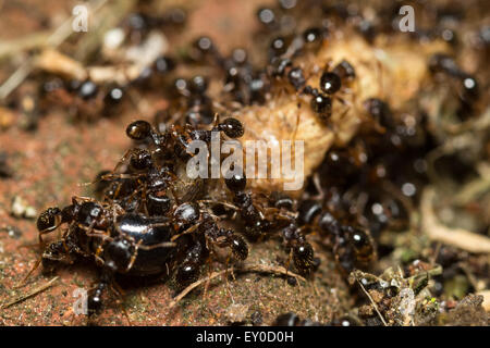 Schwarm von Ameisen Essen Wurm Stockfoto